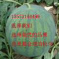 优质无籽西瓜，十天后海量上市