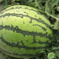 钟祥2011年7月各种西瓜大量供应