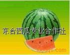 西瓜之乡-江苏东台