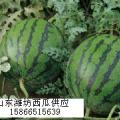 出售潍坊京欣西瓜