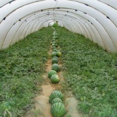 瓜质好，价格实在，8424实惠上市！