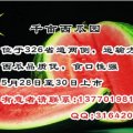千亩瓜园等您选13770198161