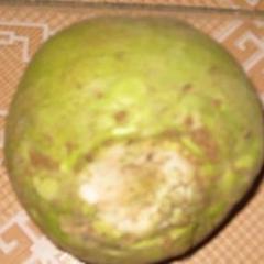 大头菜（芥菜疙瘩）