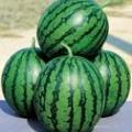 大量昌乐西瓜上市
