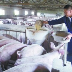 海天苗猪三元仔猪价格行情养殖信息查询