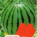 2012年安徽萧县西瓜开始供应了！