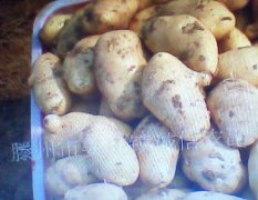 山东滕州荷兰土豆以上市欢迎洽谈