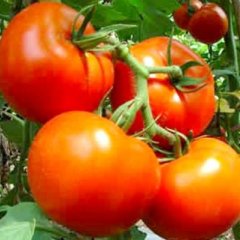 出售大量西红柿