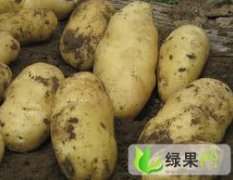 自家种的土豆六月大面积上市