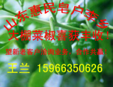 皂户李菜椒丰收15966350626