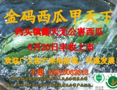 山东码头金码无公害西瓜6.20丰收上市