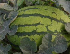 安徽砀山县西瓜种植户大量提供西瓜