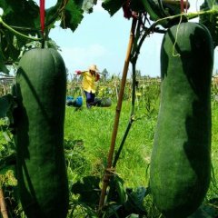 优质黑皮冬瓜大量上市