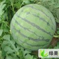 西瓜，甜瓜大量供应
