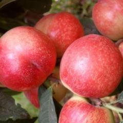 大棚油桃基地欢迎您前来参观采购