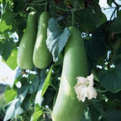 本人有大量青皮冬瓜出售