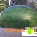 山东滨州惠民露天西瓜已上市