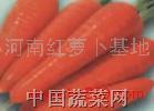 销售红萝卜 日本三红、里外红