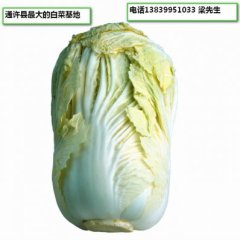 开封通许县大白菜十万亩上市