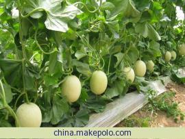 大量出售甜瓜、尽情购买