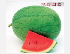 供应 台湾进口新品种小型西瓜 大翠玲
