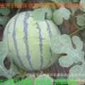 河南棚地瓜大幅掉价 陆地瓜将陆续上市