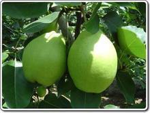 陕西早酥梨产地批发 翟志伟 代办