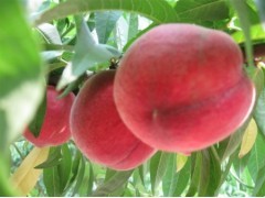 陕西毛桃批发、油桃基地