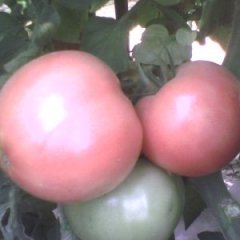 纯绿色无公害大棚西红柿