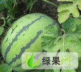 河北保定清苑京欣西瓜大量上市