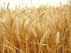 代理大量收购小麦、玉米、大蒜