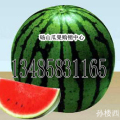 砀山瓜果购销中心西瓜上市