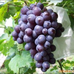 供应大量葡萄2011.6.1