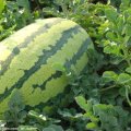 大量供应宁夏中卫硒砂瓜
