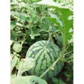 云南曲靖8424麒麟瓜 6.3日上市