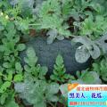 黑美人，花皮无籽和黑皮无籽等品种齐全