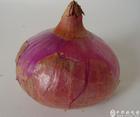 红皮洋葱.