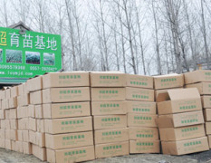 常年供应：嫁接西瓜苗 西瓜嫁接苗