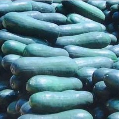 大量黑皮冬瓜，南瓜，包菜