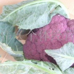 山东淄博常年供应供应紫菜花