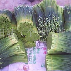 广西一年四季出售新鲜韭菜花