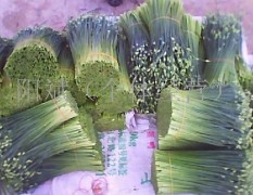 广西一年四季出售新鲜韭菜花