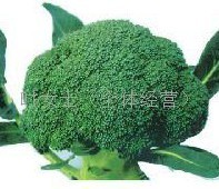 山东菏泽优质新鲜西兰花
