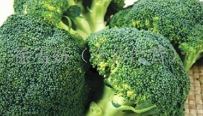 浙江西兰花 自己种植的一手货