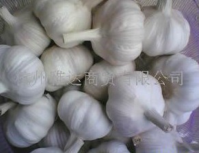 浙江杭州供应大蒜