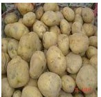 全年大量供应优质内蒙土豆