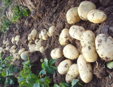 供应秋播土豆种子荷兰15