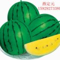 礼品西瓜 现已成熟 急寻客商