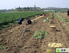 本地大面积土豆即将上市