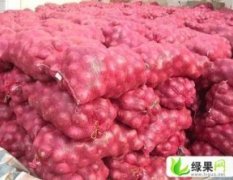 山东惠民惠普菜业有限公司大量供应洋葱